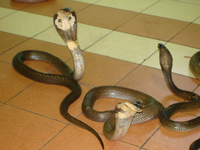 Mơ thấy rắn ở trong nhà lành hay dữ?