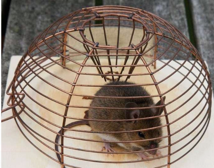 Mộng thấy chuột vào nhà lành hay dữ?